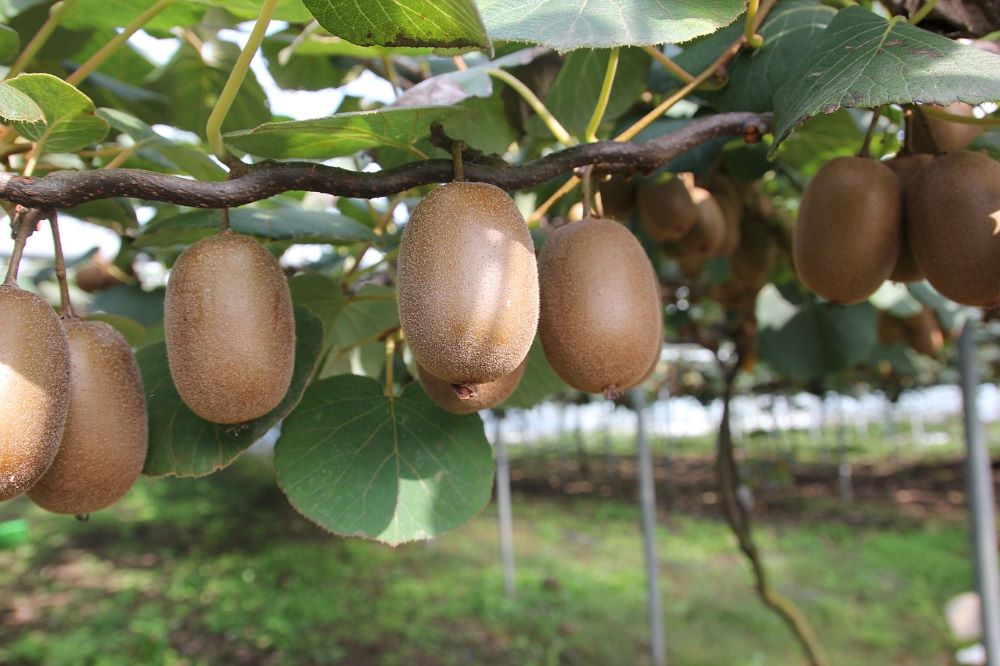 harvest kiwi