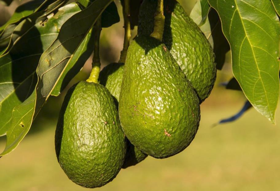 A Step-By-Step Guide to De-Pitting and Slicing an Avocado – Schmidt Bros.