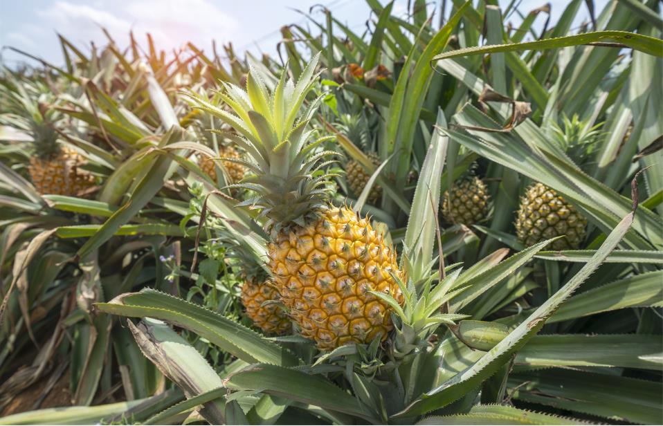 Selecting pineapple
