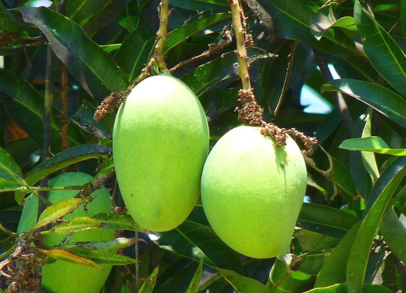 unripe mangos