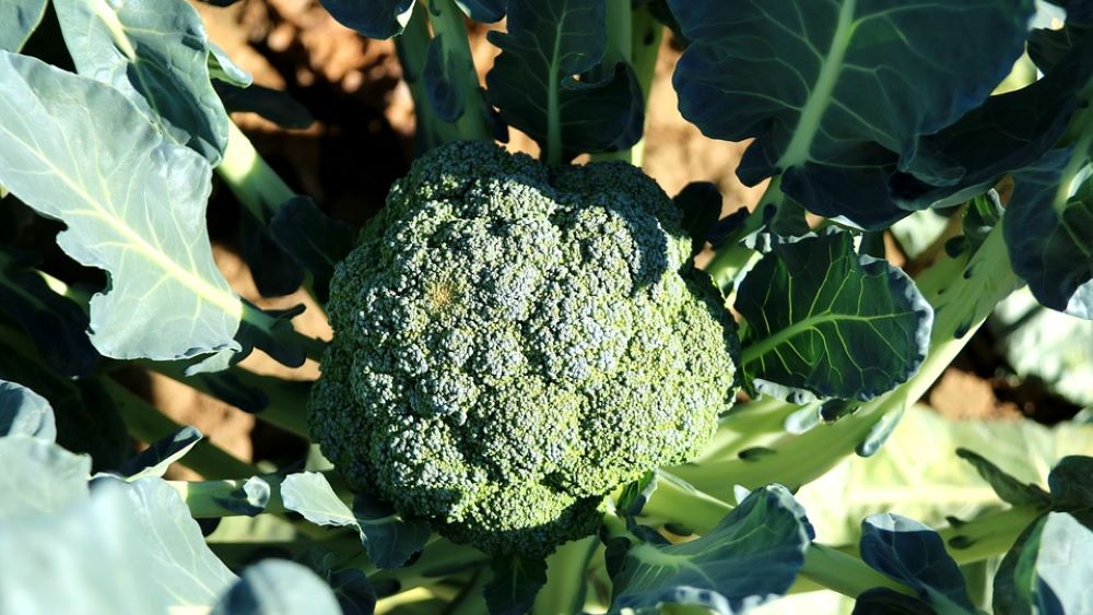 How to pick quality broccoli 