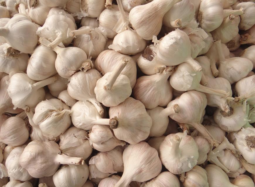 A pile of garlic