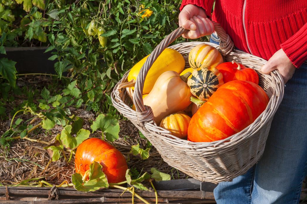 Butternut squash vs pumpkin