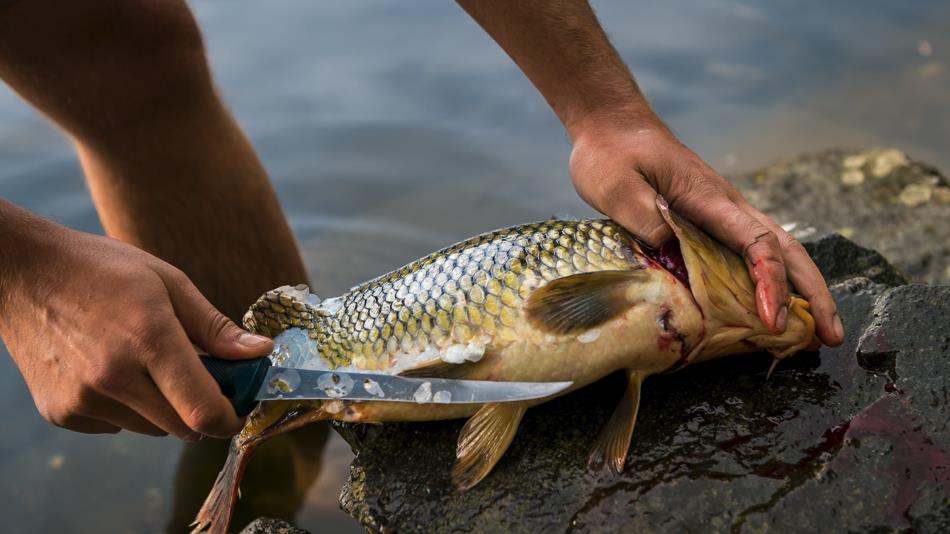 Fillet knife and fish
