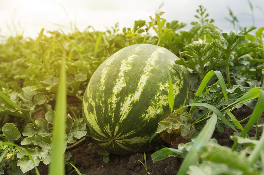 How to choose your watermelon