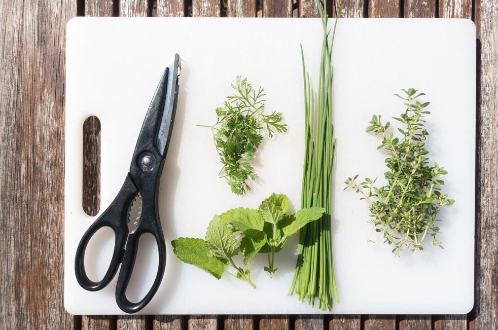 Pièces d'un ciseau de cuisine 