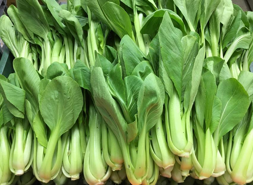 choosing bok choy