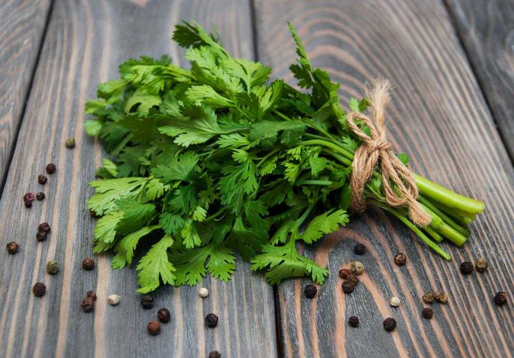 Avantages nutritionnels de la coriandre