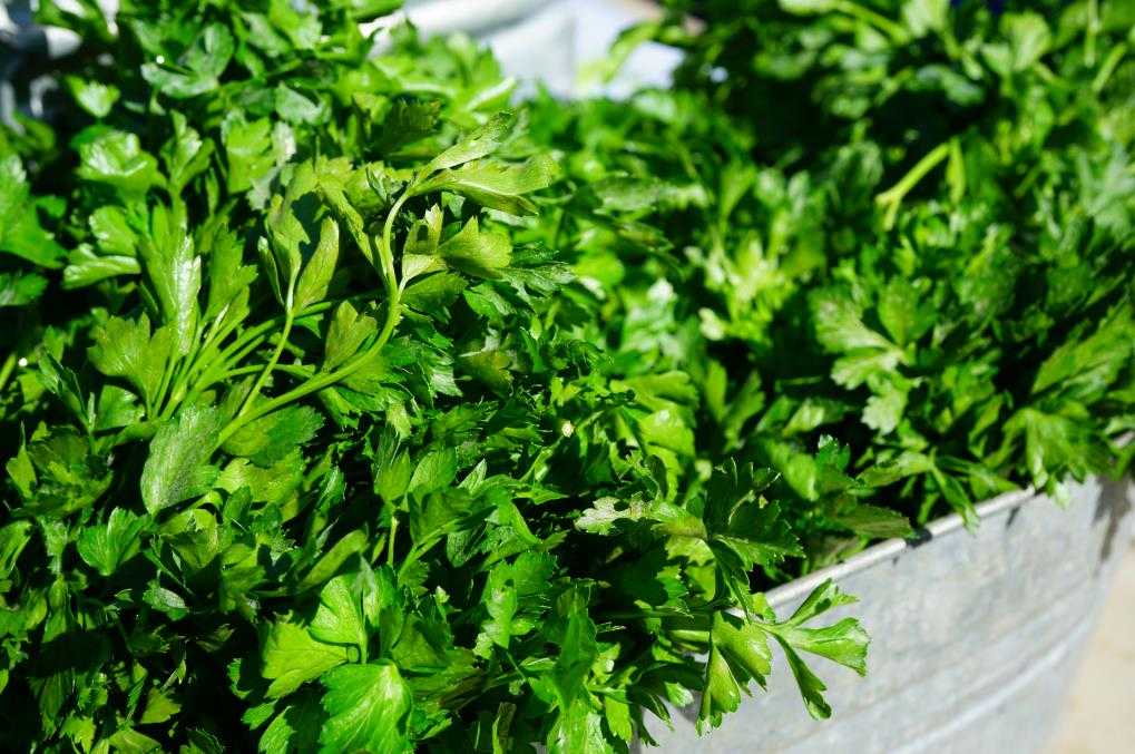 How to Cut Parsley Chopped and Chiffonade