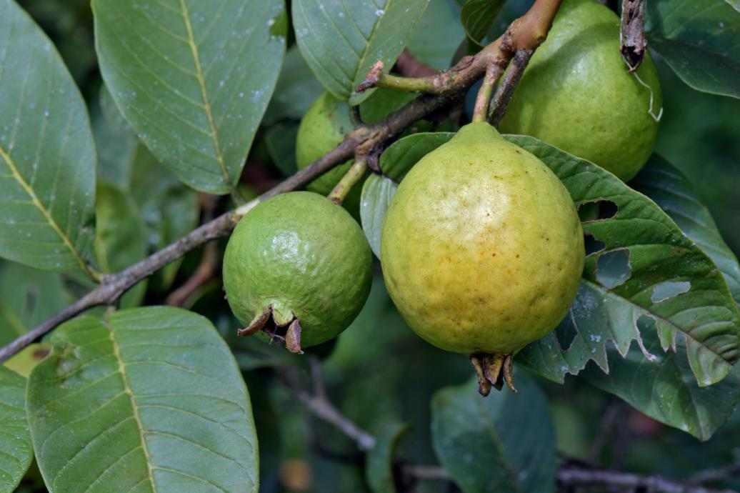 How to select a guava