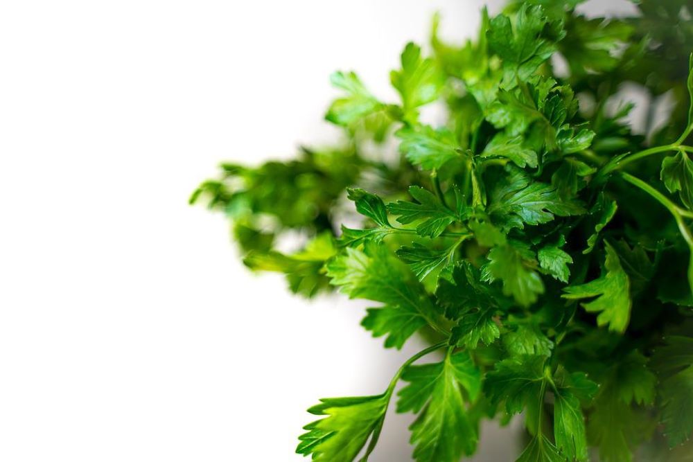 What is cilantro