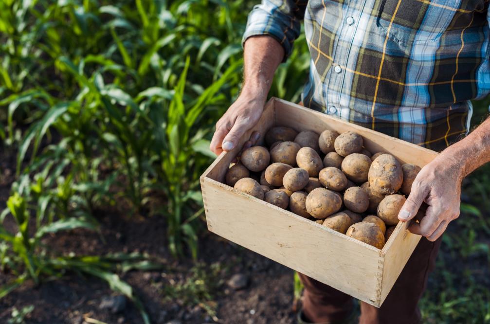 Which potatoes are best for wedges