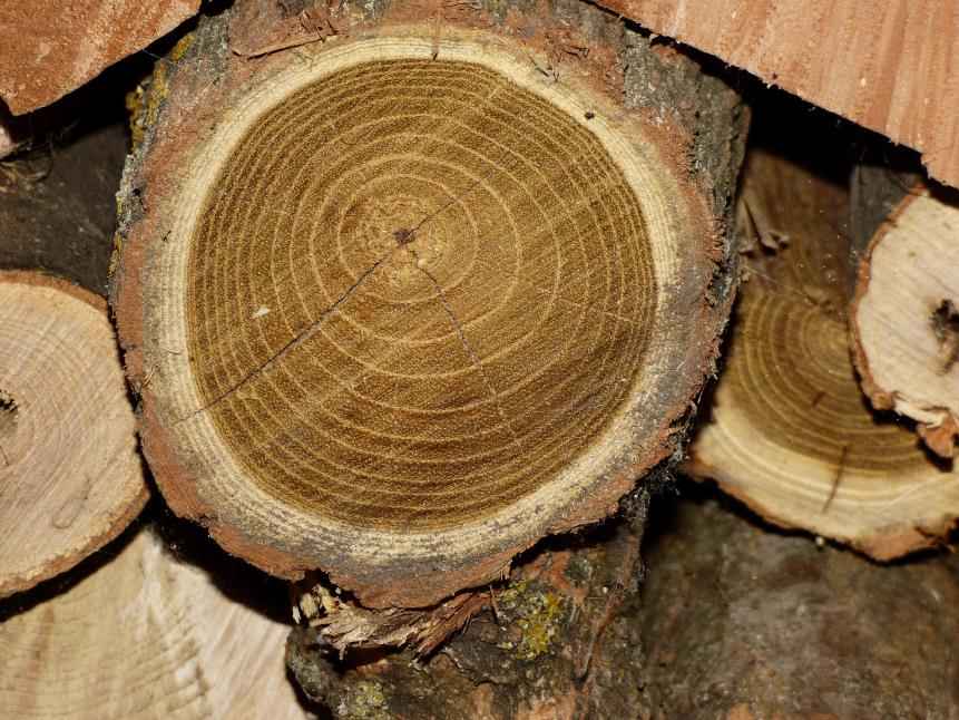 Acacia wood characteristics
