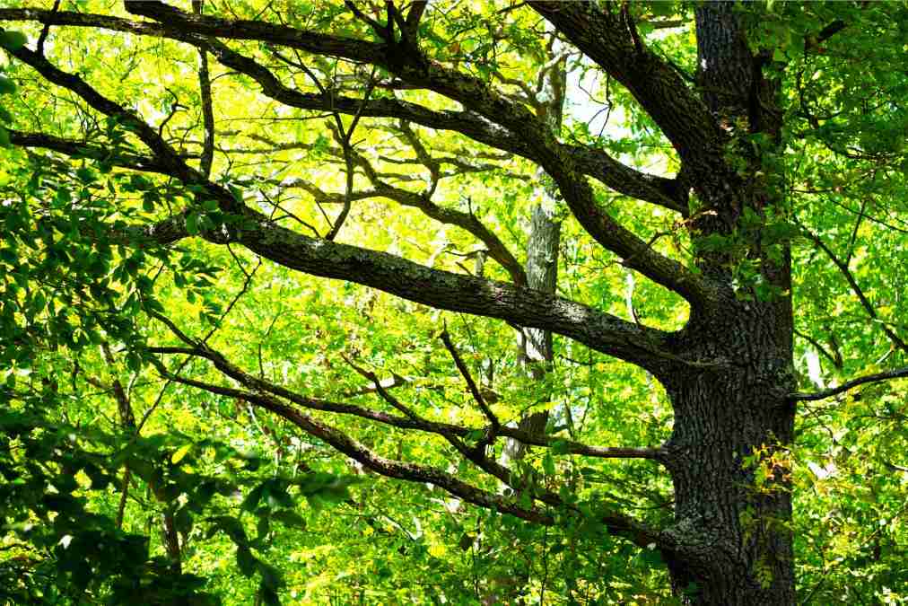 oak tree in the wild