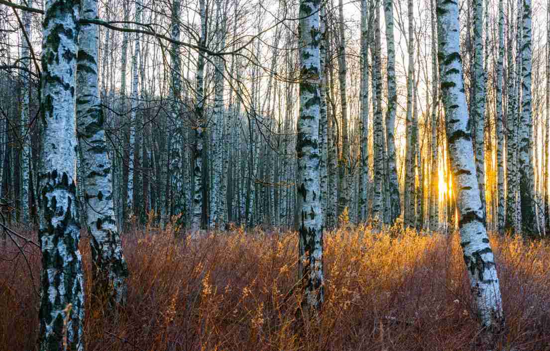 Plan rapproché des troncs d'arbre de bouleau dans la forêt au lever de soleil