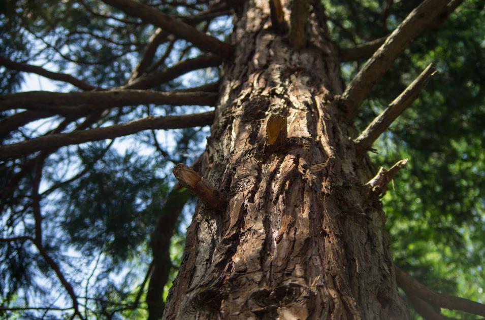 What is Cedar wood