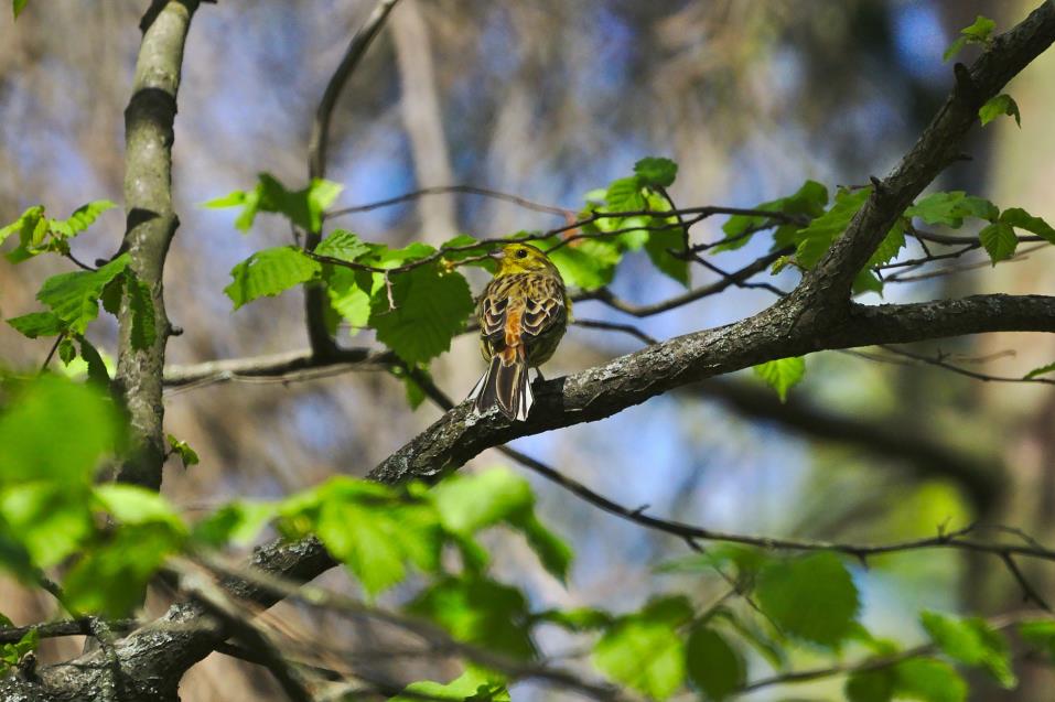 bird resting on an alder tree