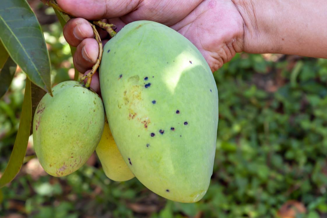 Fresh unripe mango