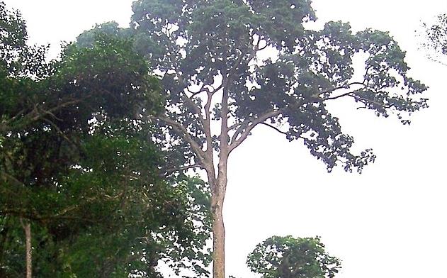 Sapele Tree Congo Brazzaville