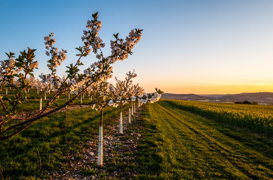 image of a cherry orchard